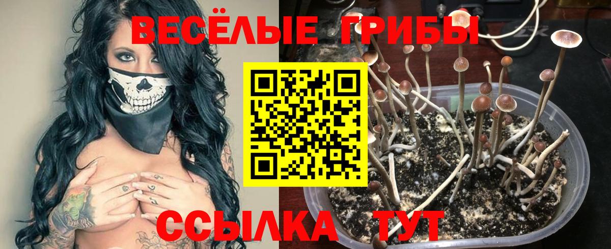 Галлюциногенные грибы Psilocybine cubensis Наро-Фоминск